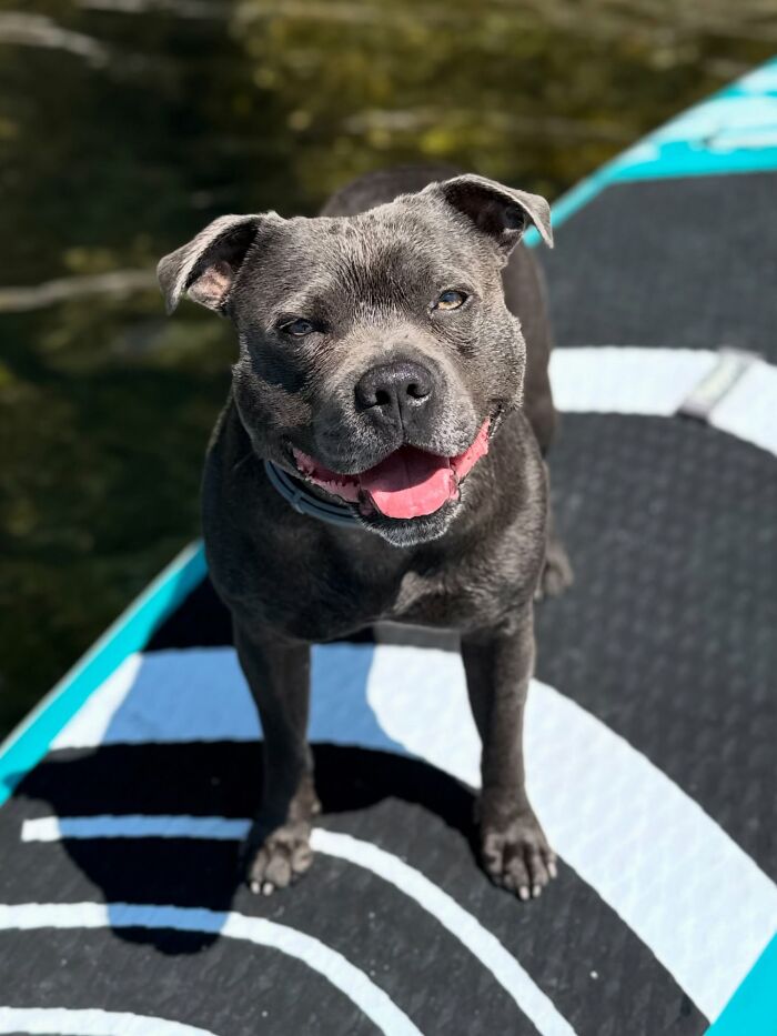 Happy dog enjoying the open road, standing on a motorcycle capsule with a bright, sunny background. Happy dog enjoying the open road, standing on a motorcycle capsule with a bright, sunny background.