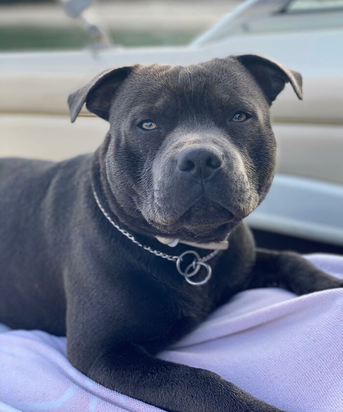 Black dog resting comfortably, showcasing a custom motorcycle capsule setup, ready to enjoy the open road adventure. Black dog resting comfortably, showcasing a custom motorcycle capsule setup, ready to enjoy the open road adventure.