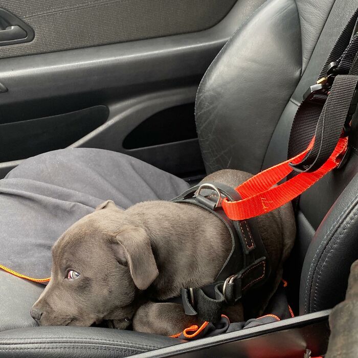 Small dog secured with a harness inside a custom motorcycle capsule, ready and comfortable for the open road adventure. Small dog secured with a harness inside a custom motorcycle capsule, ready and comfortable for the open road adventure.