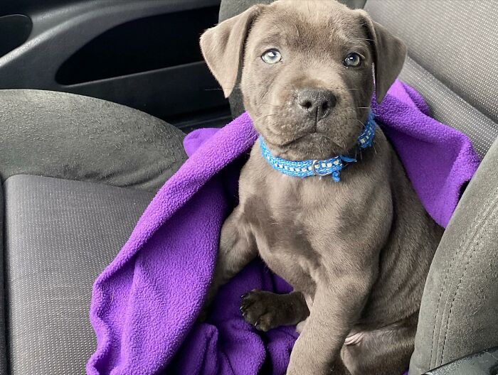 Puppy wrapped in a purple blanket sitting on a car seat, showcasing a custom motorcycle capsule for the open road. Puppy wrapped in a purple blanket sitting on a car seat, showcasing a custom motorcycle capsule for the open road.
