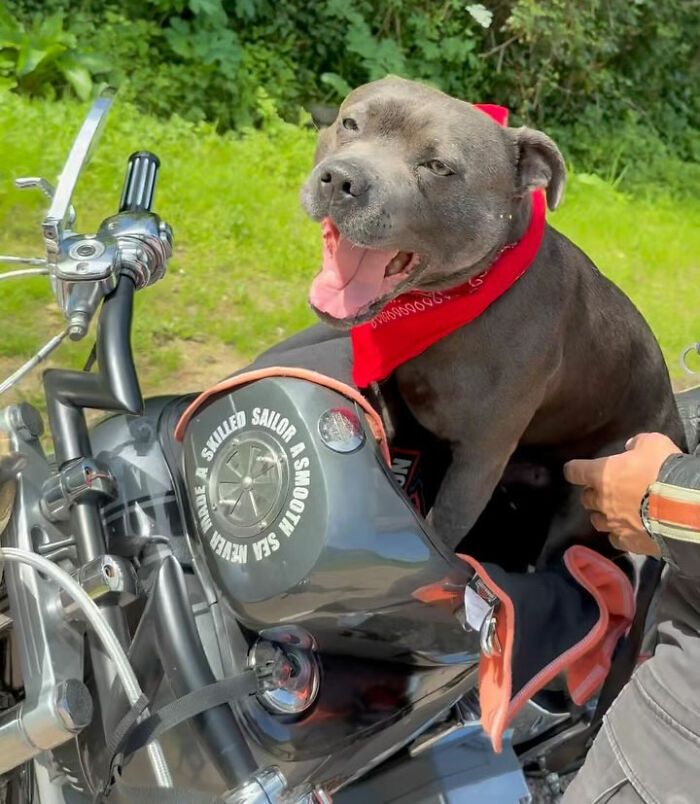 Dog wearing a red bandana sitting happily in a custom motorcycle capsule, ready to enjoy the open road adventure. Dog wearing a red bandana sitting happily in a custom motorcycle capsule, ready to enjoy the open road adventure.