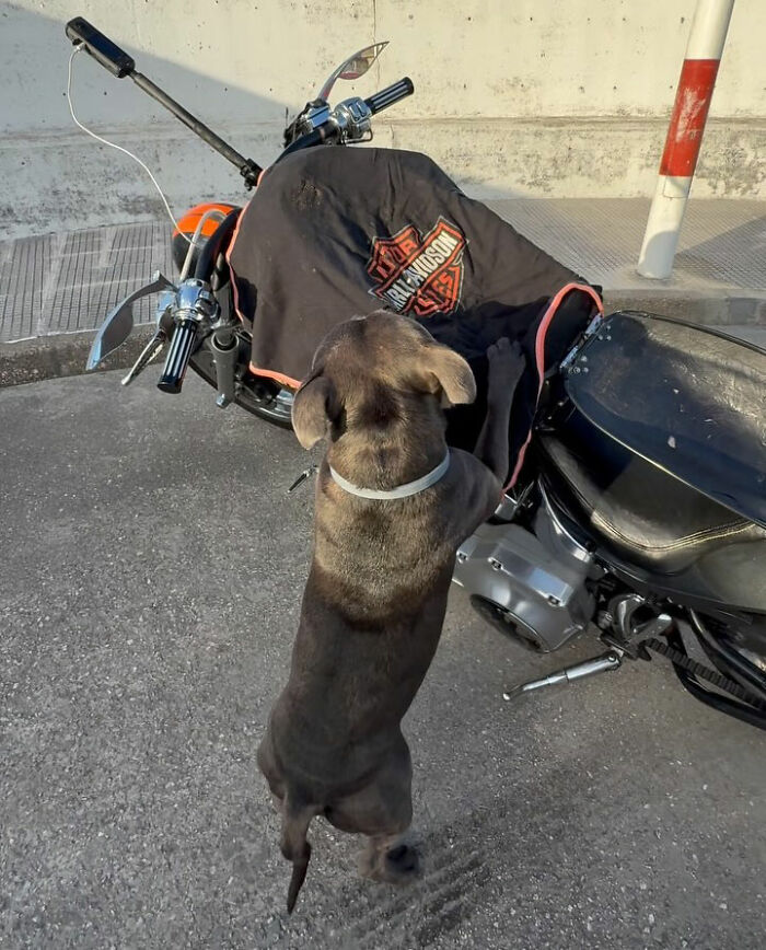 Dog standing on hind legs next to custom motorcycle capsule, ready to enjoy the open road and ride adventure. Dog standing on hind legs next to custom motorcycle capsule, ready to enjoy the open road and ride adventure.