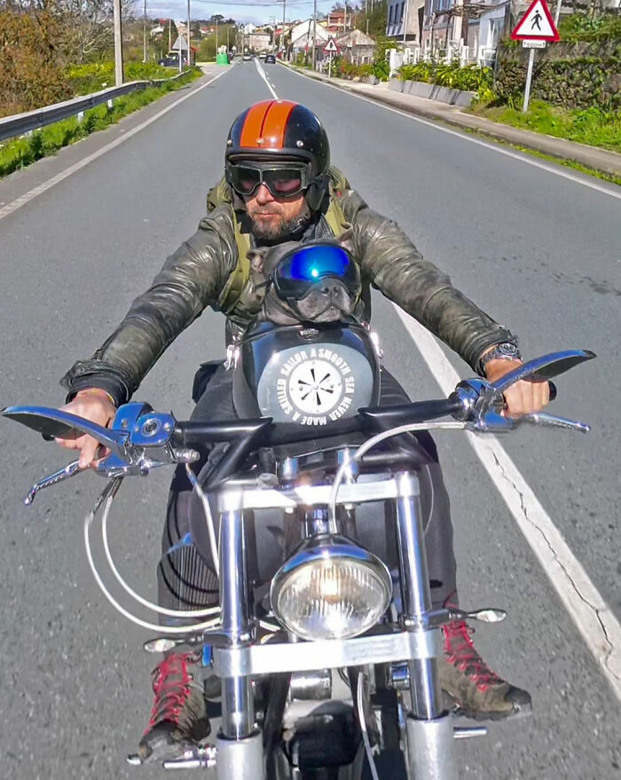 Man riding a custom motorcycle capsule with a dog wearing goggles enjoying the open road on a sunny day. Man riding a custom motorcycle capsule with a dog wearing goggles enjoying the open road on a sunny day.