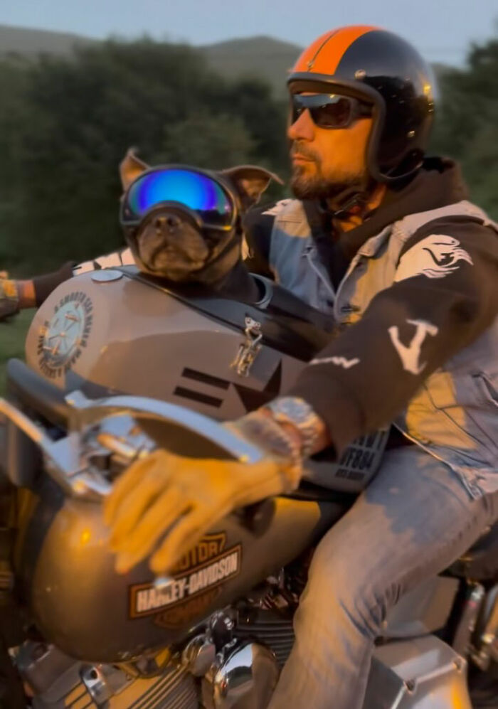 Dog wearing reflective goggles in a custom motorcycle capsule riding with a man on an open road during sunset. Dog wearing reflective goggles in a custom motorcycle capsule riding with a man on an open road during sunset.
