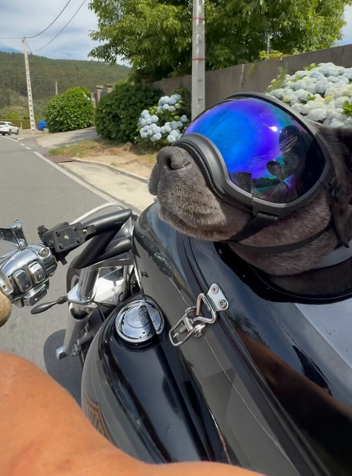 Dog wearing reflective goggles riding in a custom motorcycle capsule enjoying the open road on a sunny day. Dog wearing reflective goggles riding in a custom motorcycle capsule enjoying the open road on a sunny day.