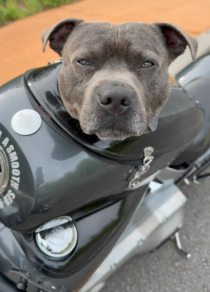 Dog with custom motorcycle capsule, enjoying the open road with a calm and curious expression. Dog with custom motorcycle capsule, enjoying the open road with a calm and curious expression.