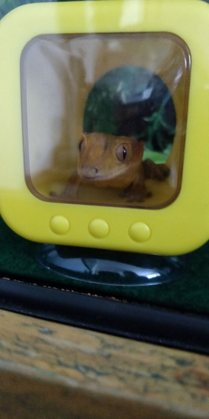 How I Came To Know Crested Geckos, And How Paul Changed My Life How I Came To Know Crested Geckos, And How Paul Changed My Life