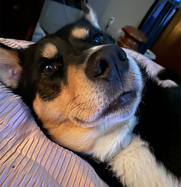 Close-up of a dog resting on a bed, highlighting the bond between woman and dog after breakup updates. Close-up of a dog resting on a bed, highlighting the bond between woman and dog after breakup updates.