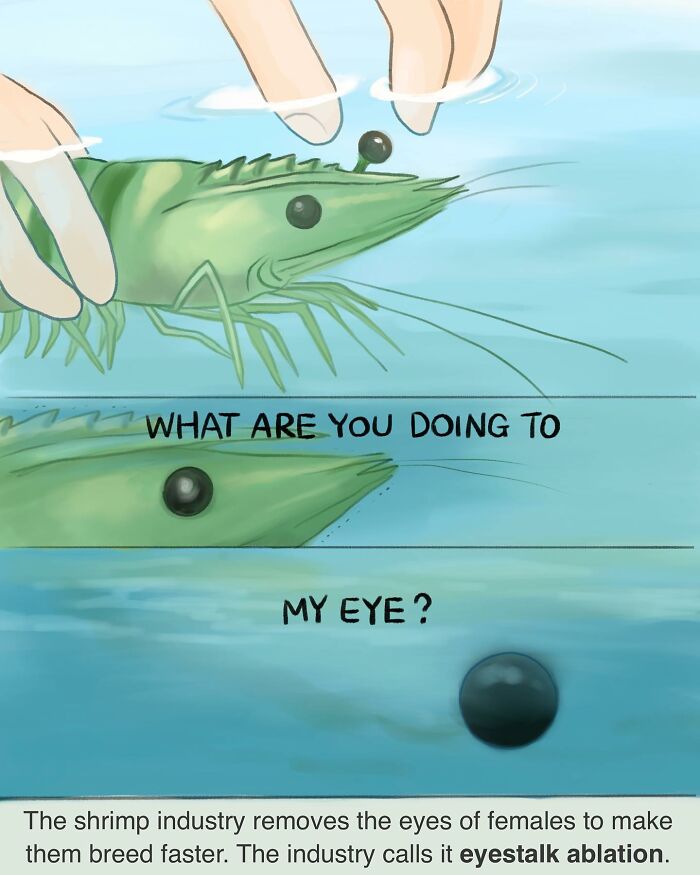 Illustration showing the sad reality of animals with a shrimp having its eye removed, highlighting eyestalk ablation.