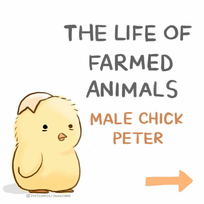 Illustration of a male chick named Peter in a comic exposing the sad reality of farmed animals on the planet.