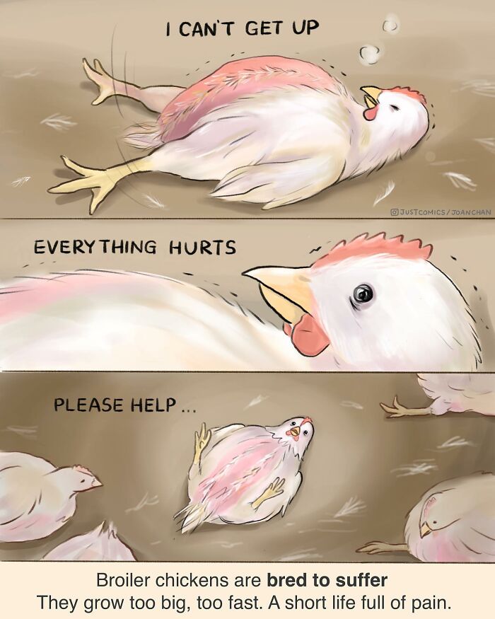 Comic showing broiler chickens suffering with text highlighting their bred to suffer condition exposing sad reality of many animals on earth.