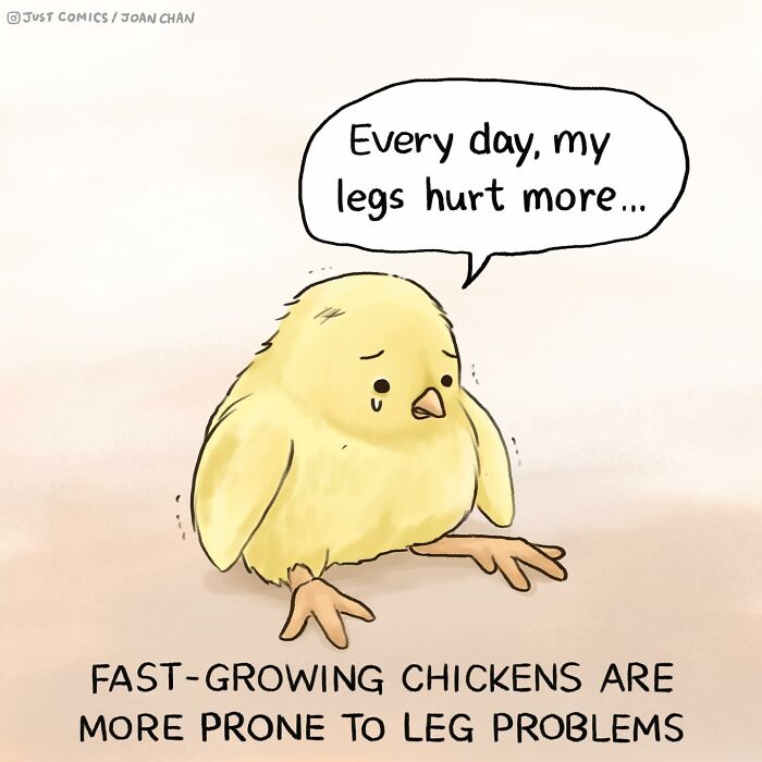 Comic depicting a sad chick with leg pain, highlighting the sad reality of many animals and their health issues.