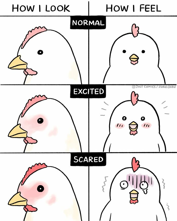 Comic by artist showing a chicken’s expressions to expose the sad reality of many animals on the planet.