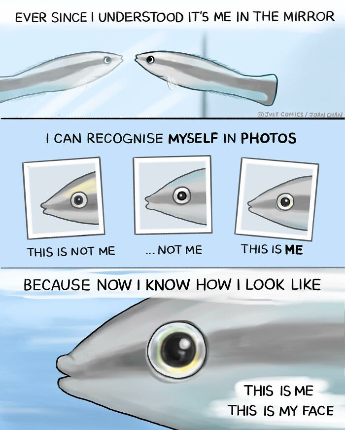 Comic illustrating a fish recognizing itself in photos, highlighting the sad reality of many animals on this planet.