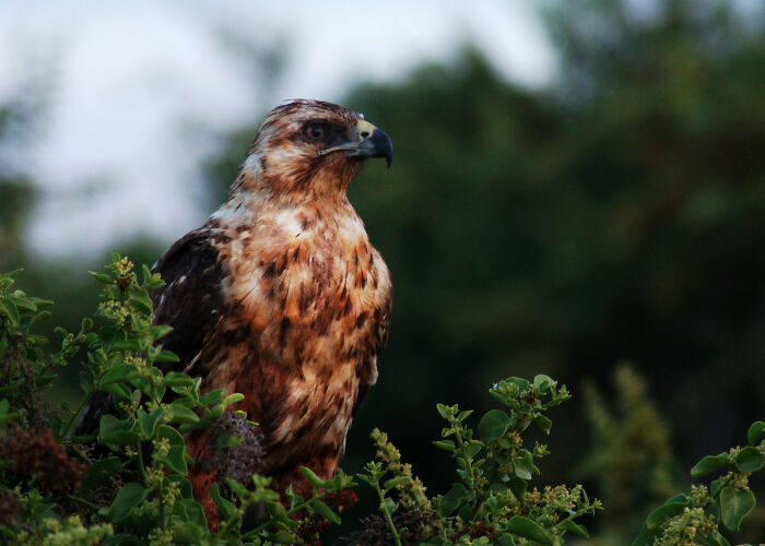 Hawk perched among green foliage at dusk, illustrating disturbing facts that don’t help to sleep at night.