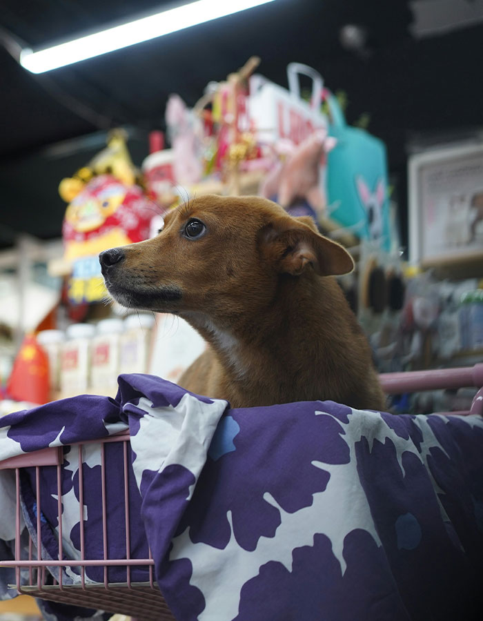Brown dog sitting in a basket indoors with colorful background, related to man walking his dog and harassment incident.