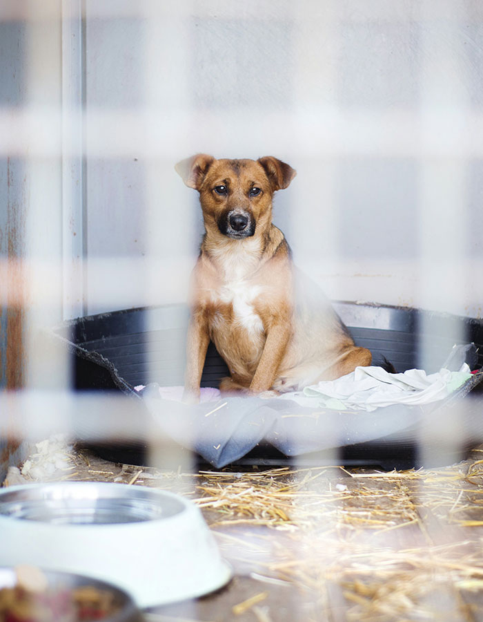 Brown dog sitting in a bed inside a kennel, behind metal bars, looking alert and calm.