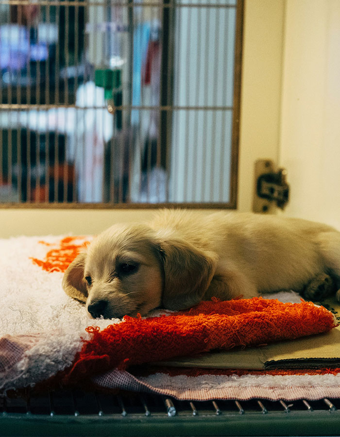 Puppy resting inside a crate on a soft towel, representing a man walking his dog in a home environment.
