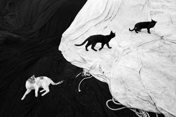 Black and white street photography showing three cats walking and resting on contrasting textured fabrics.