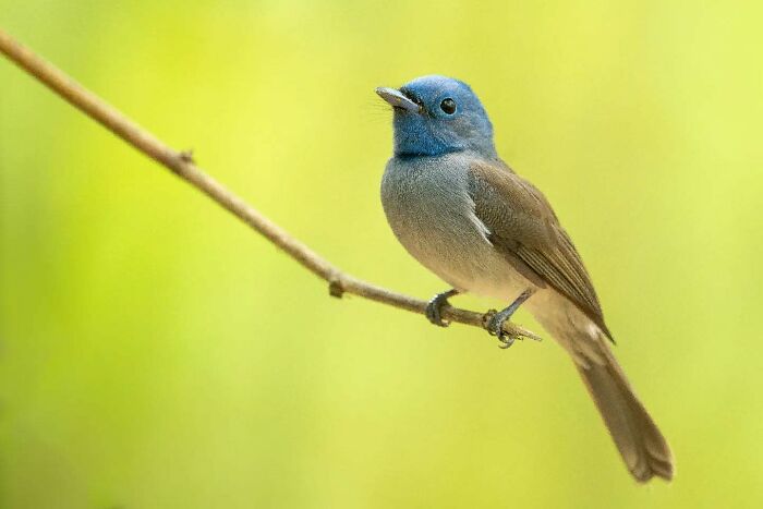 Small blue and brown bird perched on a thin branch, showcasing vivid detail in Kaushik wildlife photography.