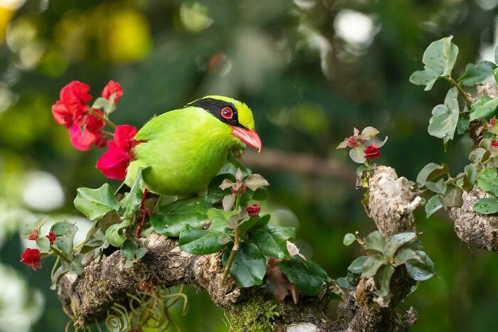 Green bird with black and yellow markings perched on a branch with red flowers, showcasing Kaushik Wildlife bird photography.