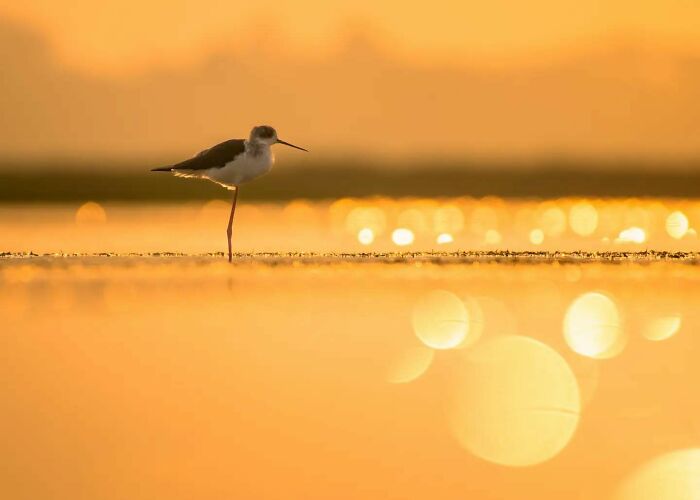 Wading bird captured in vivid detail standing on one leg in warm golden light reflecting on water at sunset.