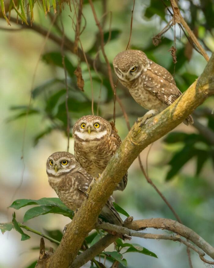 Three spotted owls perched on tree branches surrounded by green foliage in Kaushik Wildlife bird photography.
