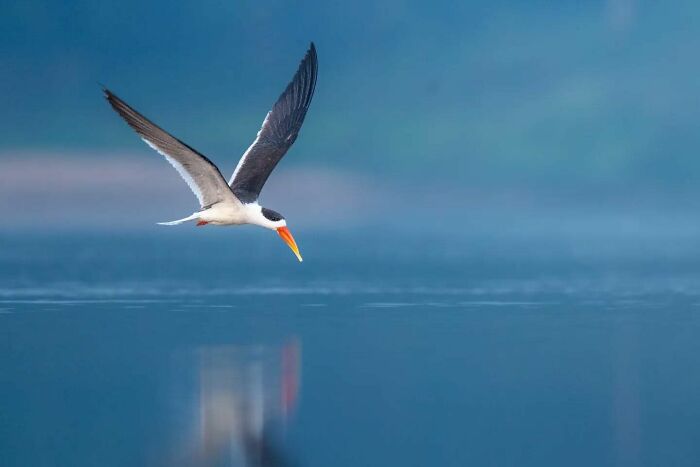 Bird captured in breathtaking motion and vivid detail, flying low over calm blue water at dawn.