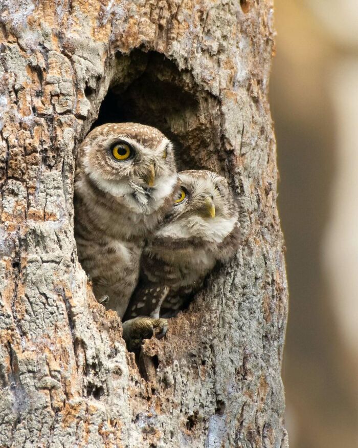 Two owls perched inside a tree hollow showcasing vivid detail and motion in Kaushik Wildlife bird photography.