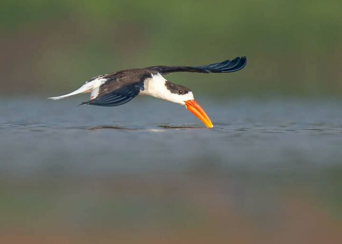 Black and white bird skimming over water with wings spread, captured in vivid detail by Kaushik Wildlife photography.