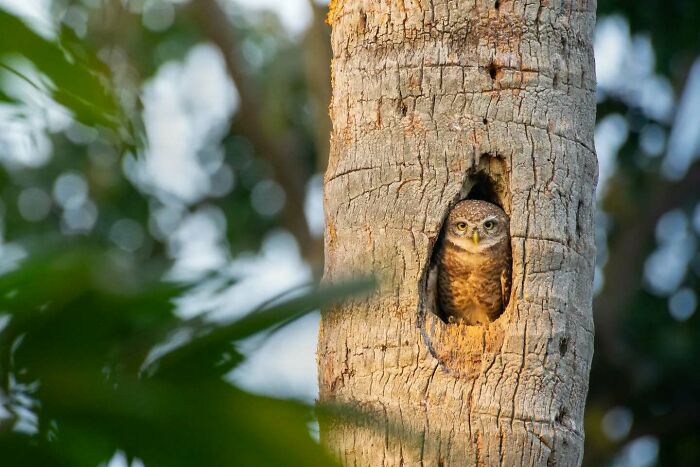 Owl peeking from tree hollow, showcasing vivid detail and wildlife in a captivating natural setting.