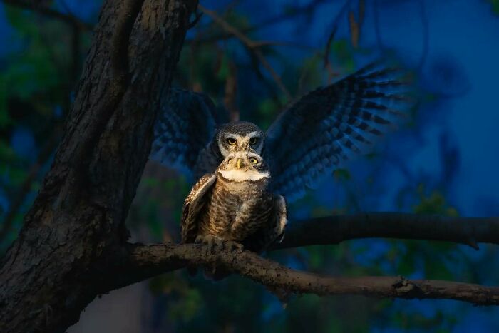 Owl captured in breathtaking motion and vivid detail perched on a tree branch during twilight in wildlife habitat.