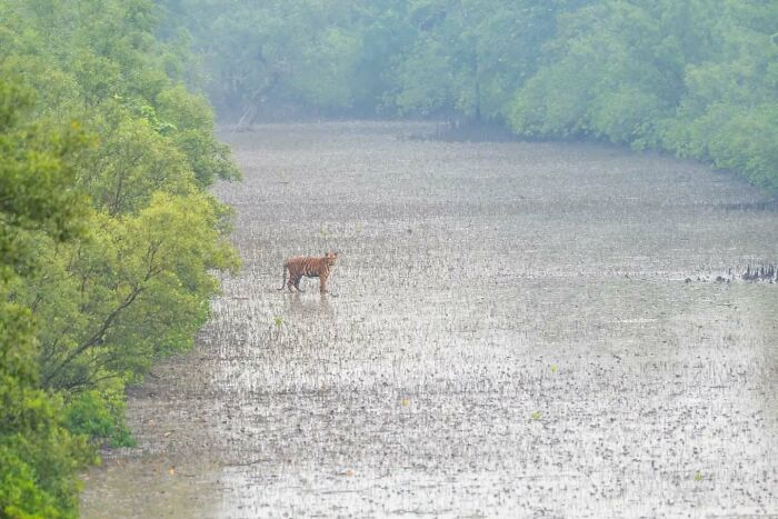 Tiger standing in a muddy wetland surrounded by dense greenery, showcasing Kaushik wildlife in its natural habitat.