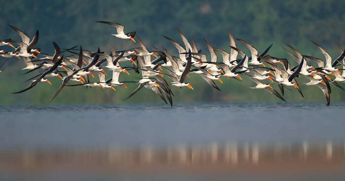A flock of birds captured in breathtaking motion with vivid detail flying low over a calm water body in natural wildlife.