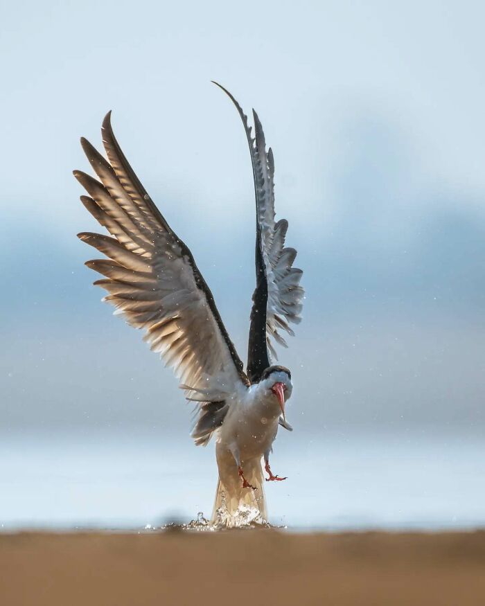 Bird captured in breathtaking motion by Kaushik Wildlife, wings spread wide above shallow water with vivid detail.