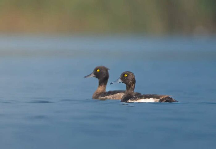 Two ducks swimming on calm water captured by Kaushik Wildlife in vivid detail and natural motion.