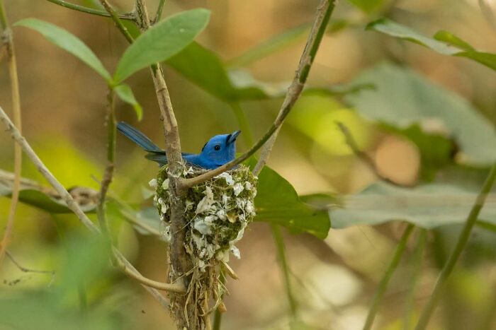 Small vibrant blue bird perched on a delicate nest among green foliage, showcasing Kaushik Wildlife bird photography details.