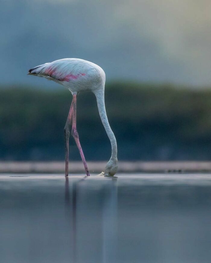 Flamingo captured in breathtaking motion and vivid detail by Kaushik Wildlife, feeding gracefully in calm water at dawn.