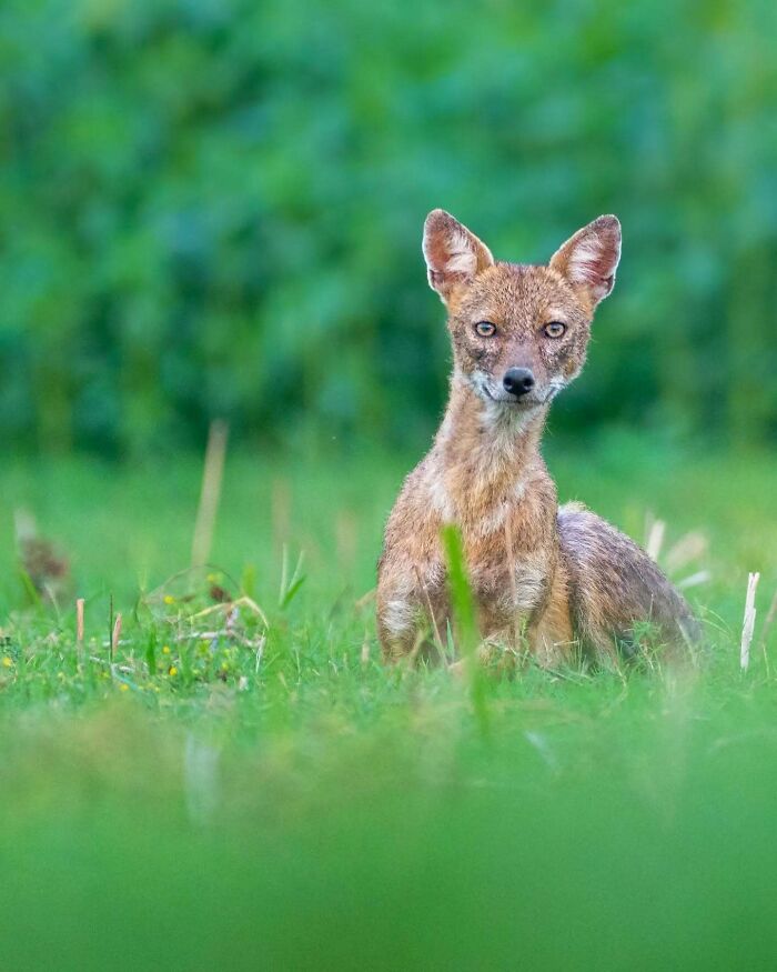 Wild animal sitting alert in grass with blurred greenery background, showcasing Kaushik wildlife photography.