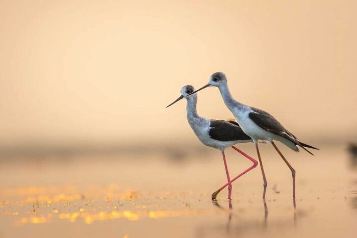 Two wading birds with long legs captured in vivid detail and motion in a calm, golden water setting by Kaushik Wildlife.