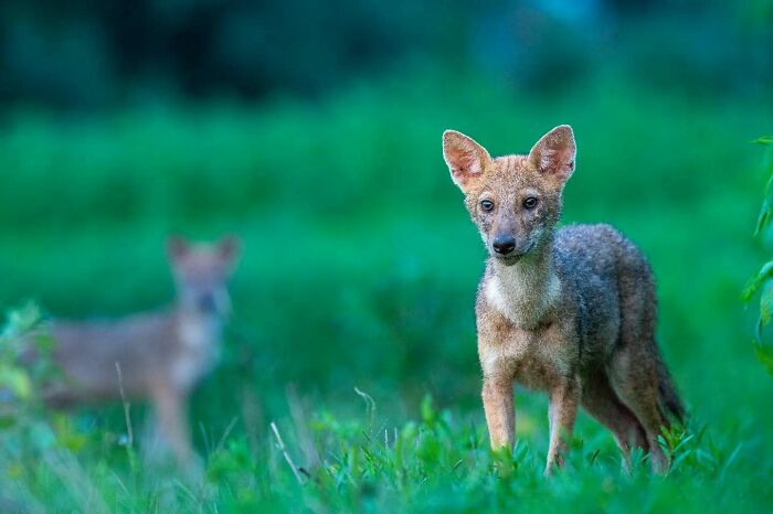 Young wild jackal standing alert in green grass captured by Kaushik Wildlife showcasing stunning detail and natural motion