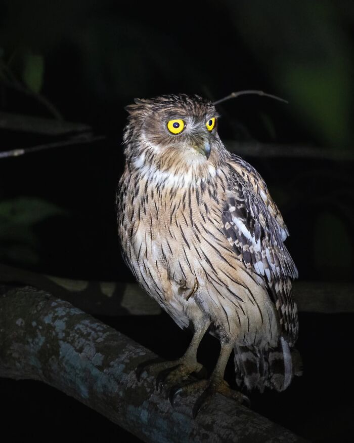 Brown owl with vivid yellow eyes perched on a branch at night, showcasing Kaushik wildlife bird photography in motion and detail.