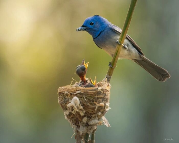 Blue bird perched on a branch feeding hungry chicks in a nest, showcasing Kaushik wildlife bird photography.