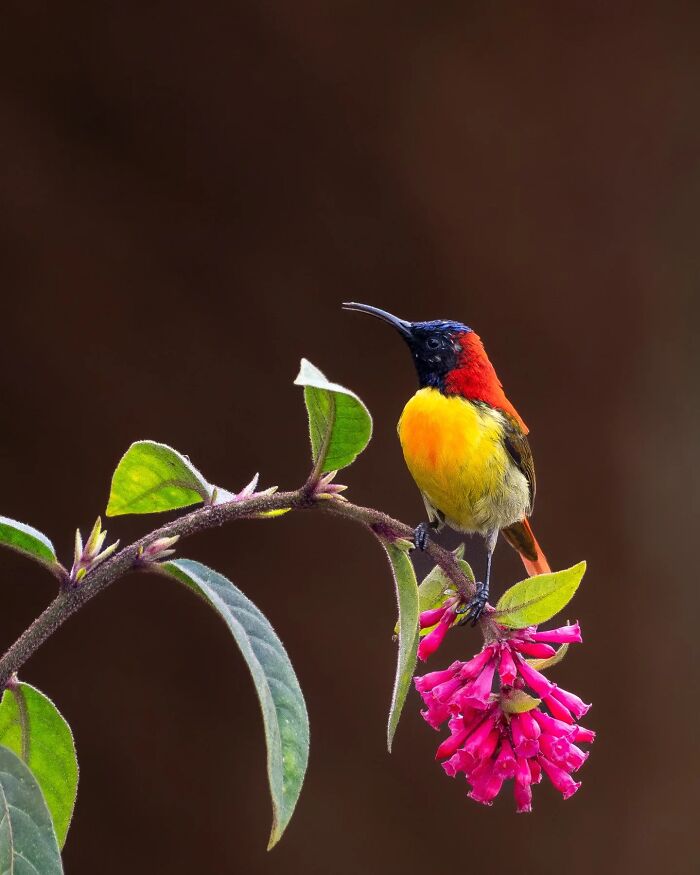 Colorful bird perched on a flowering branch showcasing Kaushik Wildlife capturing birds in vivid detail.