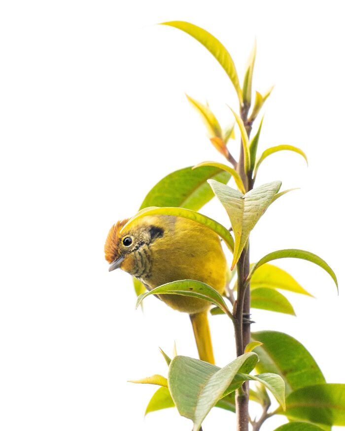 Small yellow bird perched on green leaves, showcasing vivid detail in Kaushik Wildlife bird photography.