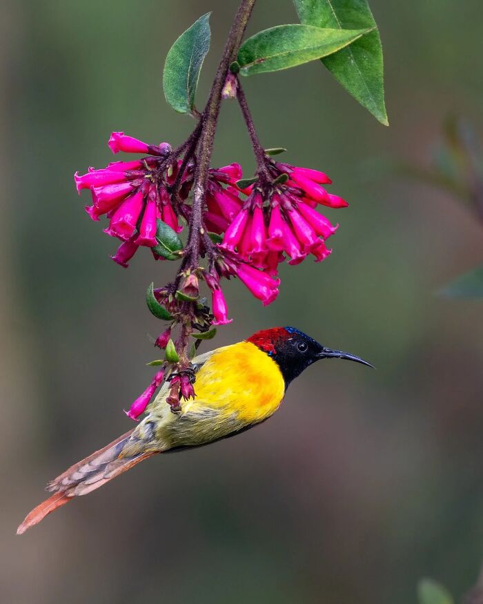 Colorful bird perched on pink flowers captured in vivid detail in a stunning wildlife photograph.