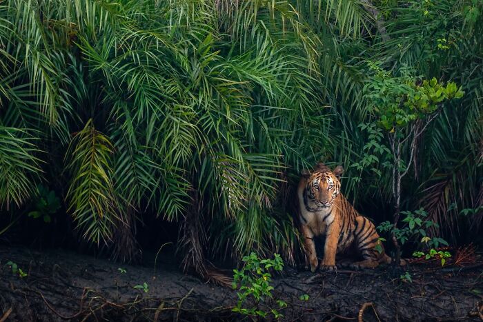 Tiger partially hidden in dense foliage, showcasing vibrant wildlife detail in a natural habitat scene.