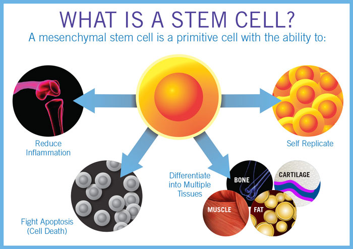 Stem cell infographic showing its functions including reducing inflammation, fighting cell death, and differentiating into multiple tissues. Stem cell infographic showing its functions including reducing inflammation, fighting cell death, and differentiating into multiple tissues.