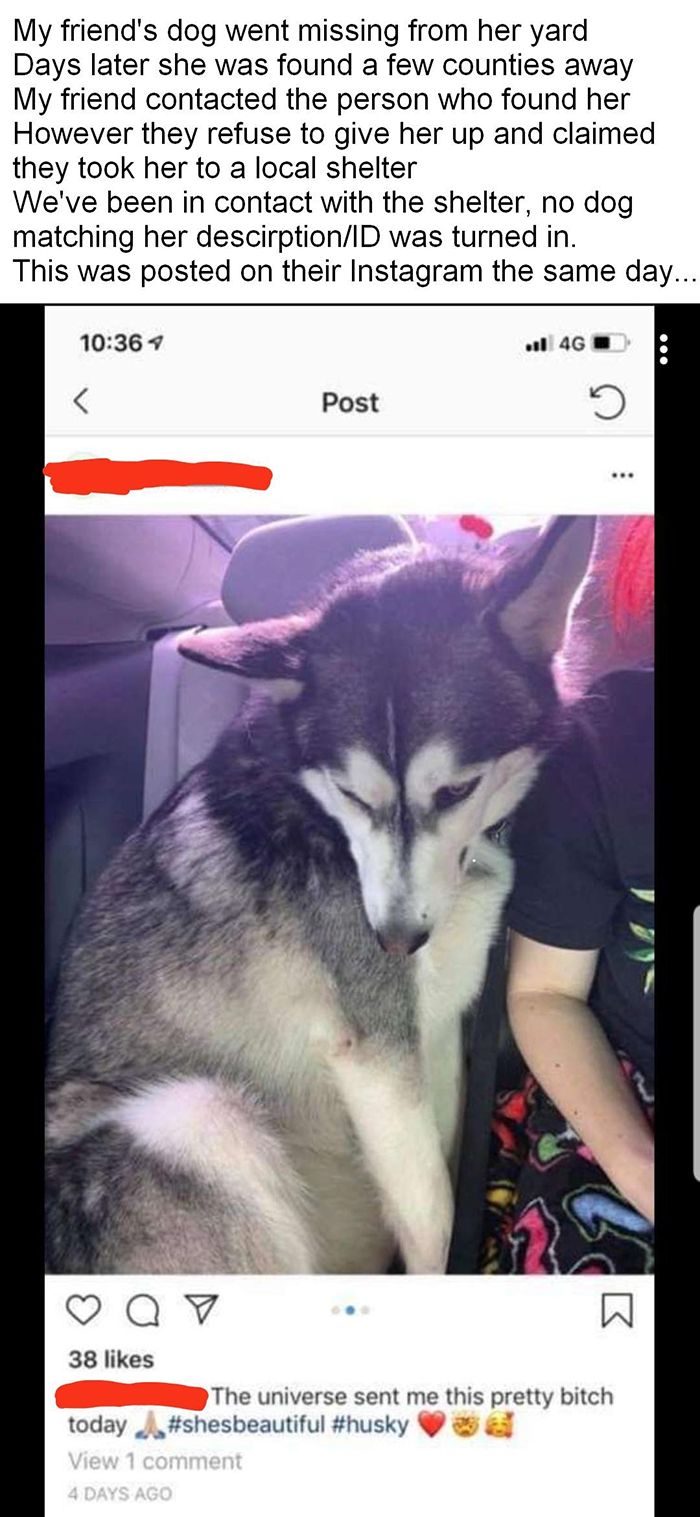 Husky dog shown in a car with owner, highlighting a stolen husky and owner's strong reaction to the theft. - 10