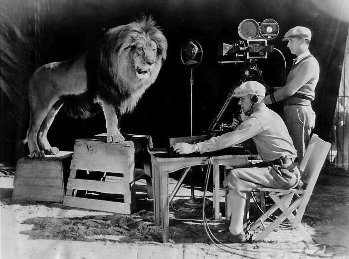Black and white historical photo showing a lion on crates with two men filming in a vintage studio setup.